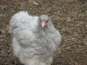Bennett's Brood Poultry photo