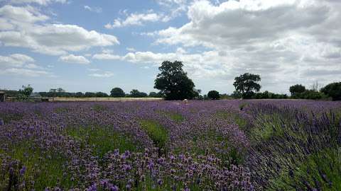 Suffolk Lavender Farm photo